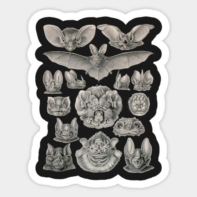 Bat Faces | Nocturnal Flying Mammals Sticker by encycloart